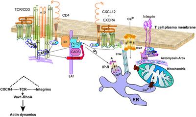 Adhesive Interactions Delineate the Topography of the Immune Synapse